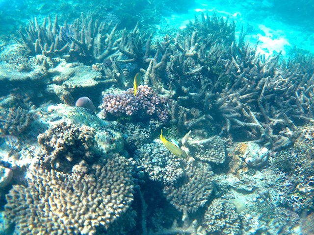 This photo is taken by AllWinner's v3-sdv