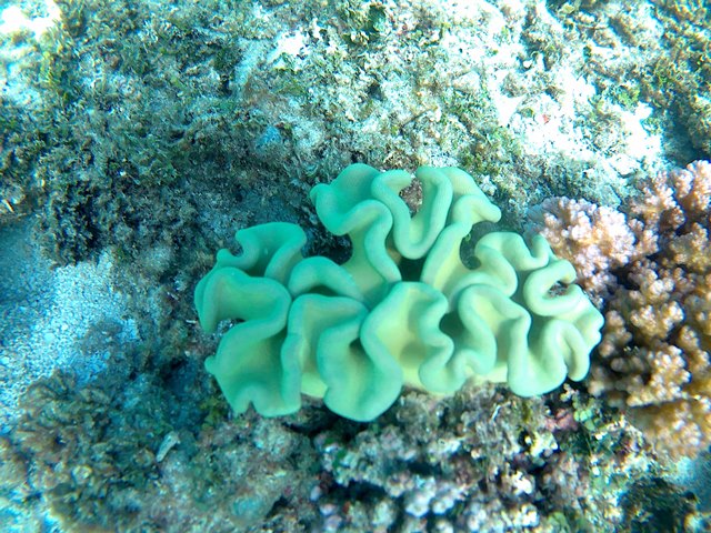 This photo is taken by AllWinner's v3-sdv