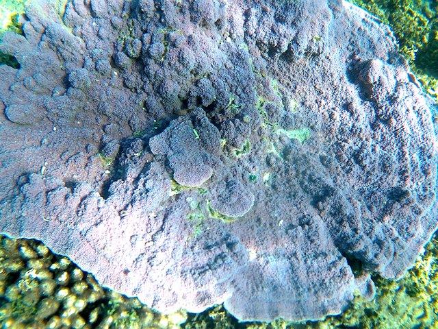 This photo is taken by AllWinner's v3-sdv