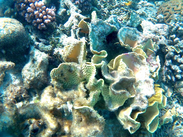 This photo is taken by AllWinner's v3-sdv