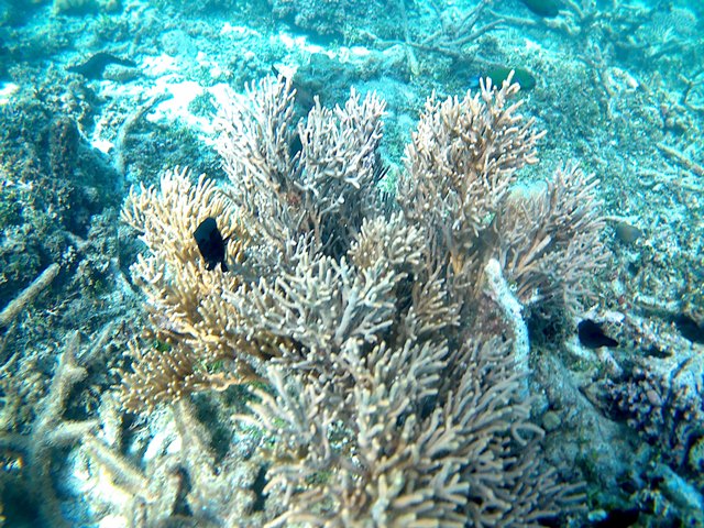 This photo is taken by AllWinner's v3-sdv