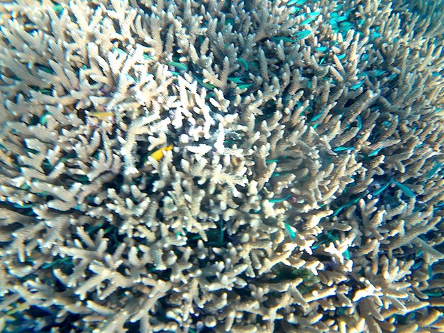 This photo is taken by AllWinner's v3-sdv