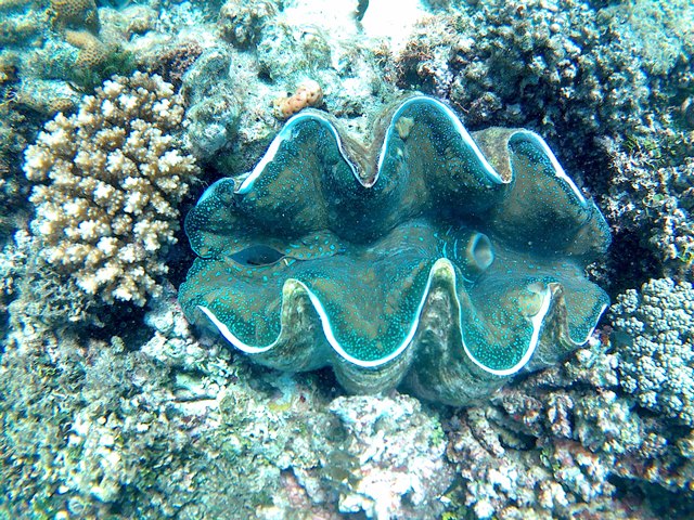 This photo is taken by AllWinner's v3-sdv